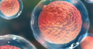 Can we Make Edited Stem Cells Invisible to the Immune System?