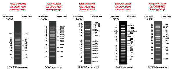 DNA Ladders - GeneDireX